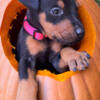 Doberman male Ready to go oct 16