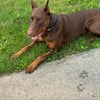 Doberman for stud/breed