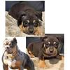 8 WEEK OLD MALE PUPPY