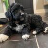 Medium size female Bernedoodle pup