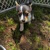 5 corgi/chihuahua puppies (chorgis)