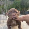 American Bully Puppies