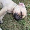 Fawn Pug puppies