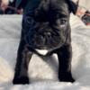 Frenchie puppies available 11.21.23