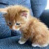 Maine Coon Kitten for sale