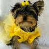 Tcup Parti Yorkshire terrier female 