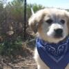 Purebred Great Pyrenees puppies