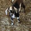 Mini goat kid