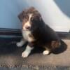 Eight week old Australian shepherd puppies