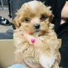 Shihpoo puppies