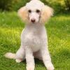 Miniature/moyen poodles looking for guardian homes