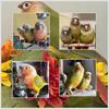 Greencheek Conure-Pineapple