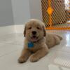 AKC Golden Retriever puppies