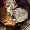 Minature doodle dog