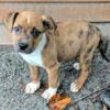 Adorable Catahoula/Lab 