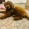 **🐾 Meet Teddy: Your Future Furry Best Friend! 🐾**