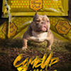 American Bully Stud