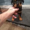 Female Rottweiler puppy