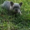 French Bulldogs 