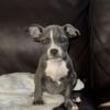 Cushi Blue Female For Rehoming