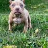 American pocket bully