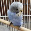 ENGLISH BUDGIES 4 YOUNG 8 ADULTS