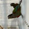 Conures