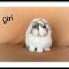 Holland Lop Baby Bunnies