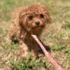 Fb1 cavapoo male tiny