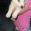 White siberian husky puppy