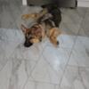 German Shepard Puppy 5 months old for sale