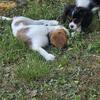 King Charles cavalier puppies