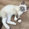 Ragdoll Kittens - ONE LEFT