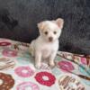 Mix breed puppy Chihuahua pomerianan