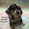 Mini-Dachshunds Ready June 7th (only females left)