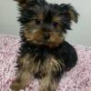 Beautiful Yorkshire terrier male and female pups