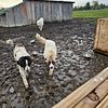 Livestock guardians/ outdoor dogs