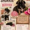 Small Shorkie pups