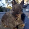 Black Netherland Dwarf Bunny 