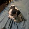 Pocket beagle puppy