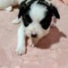 AKC Dark red black Male Papillon puppy for sale