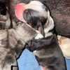 Catahoula Puppies