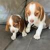 One female beagle for sale