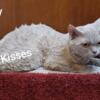 TICA Ricky 2-Year-Old Fawn Male Devon Rex Very Healthy & Loving Exp. In Home Breeder w/References