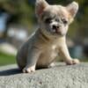 French bulldog fluffy 