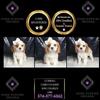 Adorable AKC Cavalier puppies ready to go to their homes!
