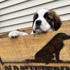 Saint Bernard