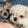 Adorable Maltese Mix Puppies