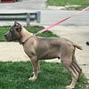 Cane Corso Puppy ready to go