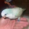 Very Friendly and Tamed Baby Quaker Parrot for a Good Home.